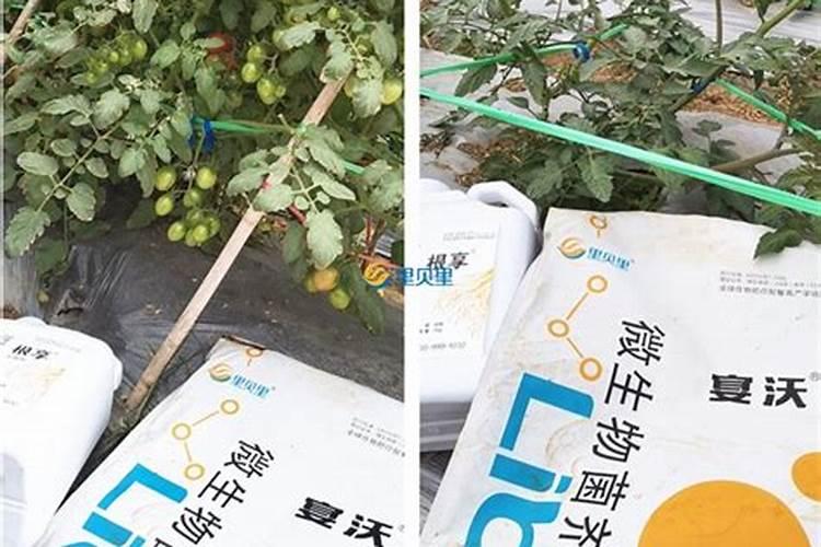 亿液神水溶肥哪生产的
