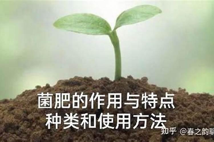 菜豆微生物菌肥颗粒的作用及功效2025