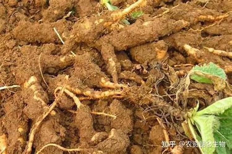 地黄怎么追肥产量高？