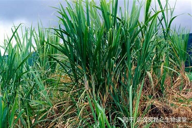 甘蔗追肥用什么肥料好