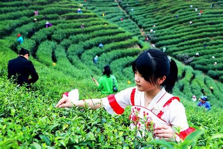 马上要摘茶叶了,听朋友说做富硒茶要在采摘前喷施富硒肥料,市面上。