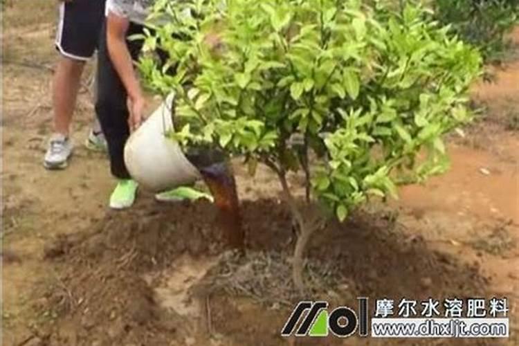 水溶肥灌根的正确方法是什么？