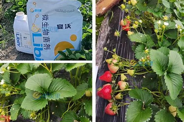 2025草莓化肥厂家在哪里最多知乎？