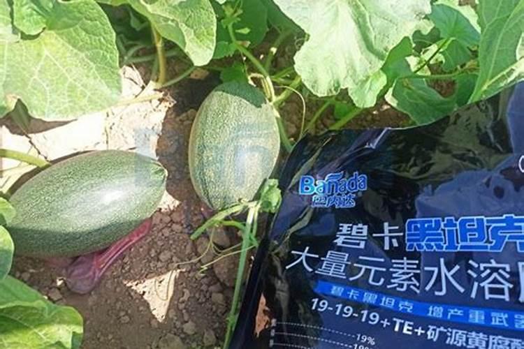 最好的有机水溶肥是什么肥料西瓜？
