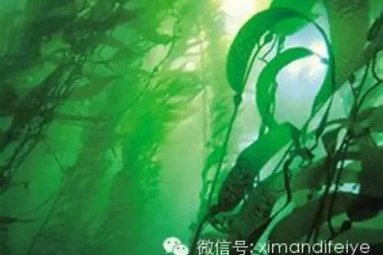 海藻肥海藻肥的历史及应用