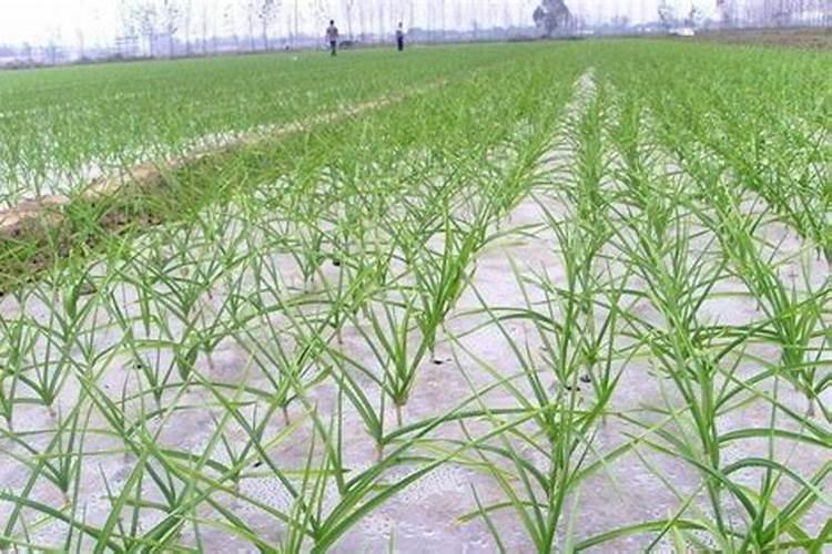 大蒜返青洒生物肥好不好？