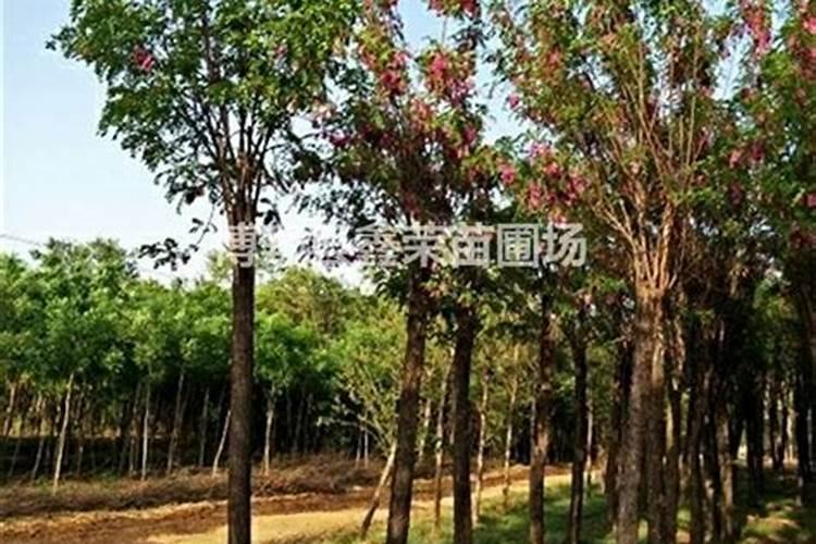 2025大型化肥厂家电话香花槐
