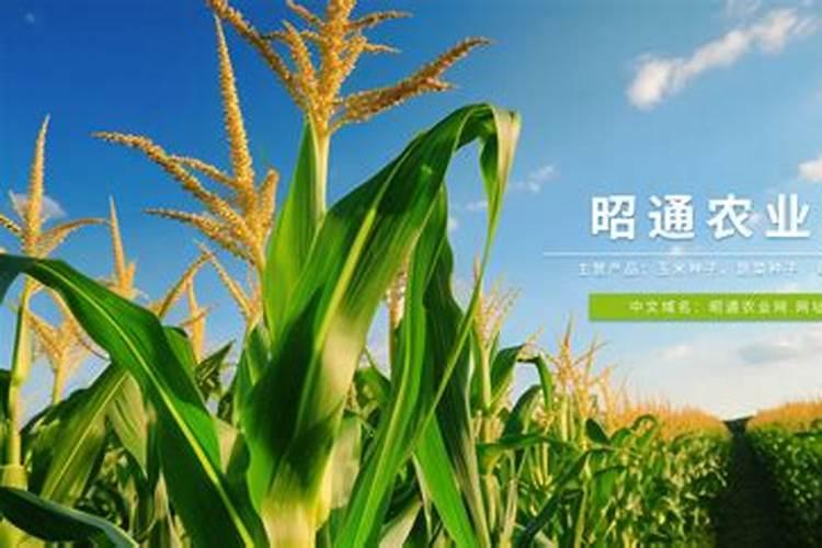 金钻999玉米种子适合云南昭通吗？