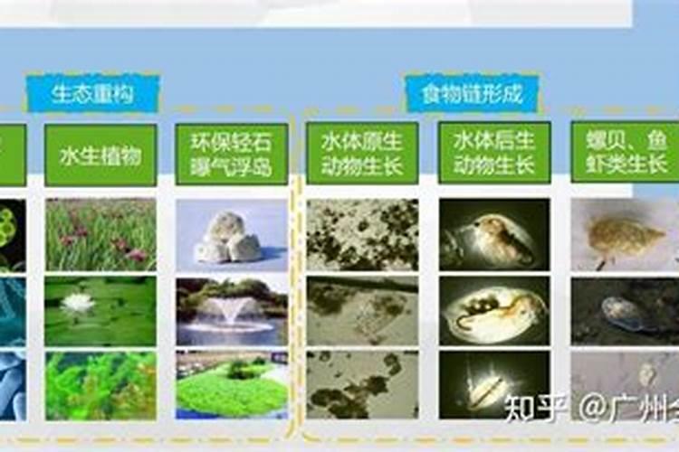 紫罗兰微生物菌剂怎么用水养？