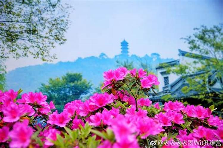 2025杜鹃花什么是生物肥料农业生产基地建瓯？
