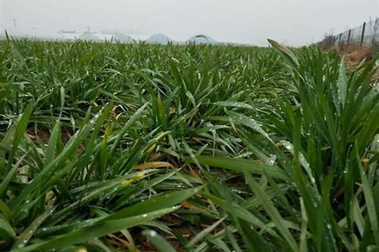 大量元素水溶肥N</p><p>在花卉护理中，常用的平衡型大量元素水溶肥比例为20</p><p><h3 ext>二、高氮水溶肥配方表