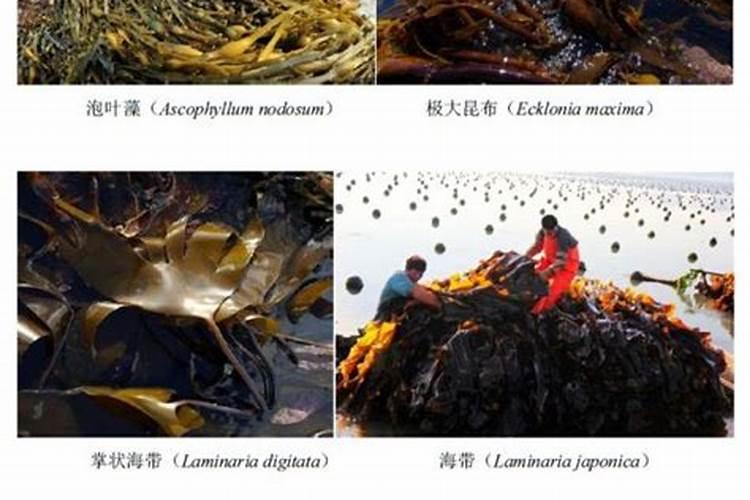 海藻生物肥料小型加工厂怎么办理滨州？