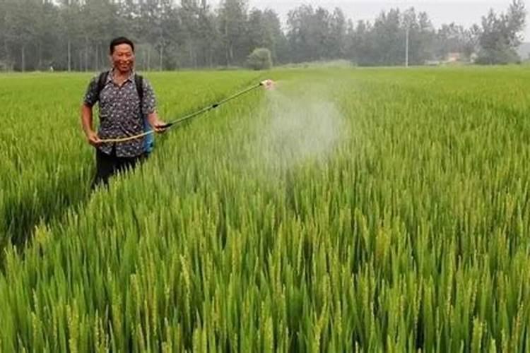 叶面肥属于农药还是肥料？