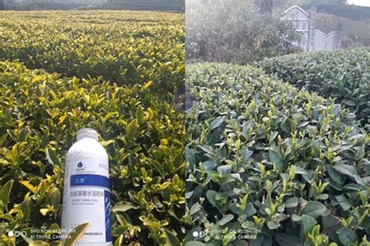 红景天氨基酸水溶叶面肥的功效与作用