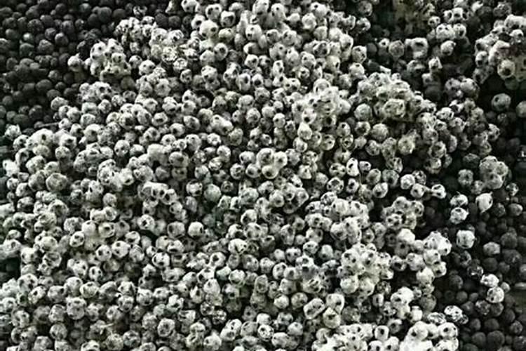 生物菌肥的正确使用泉州