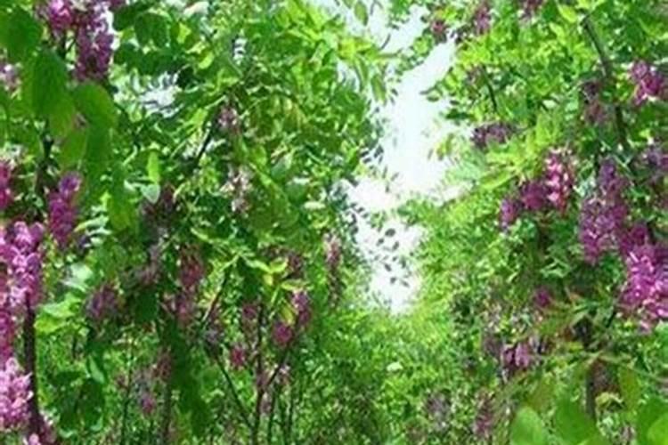 2025复合微生物肥料批发厂家香花槐