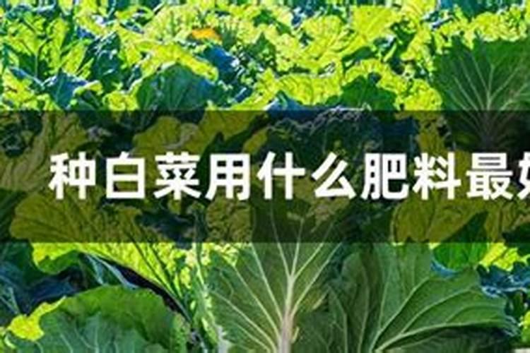 种白菜最好的化肥