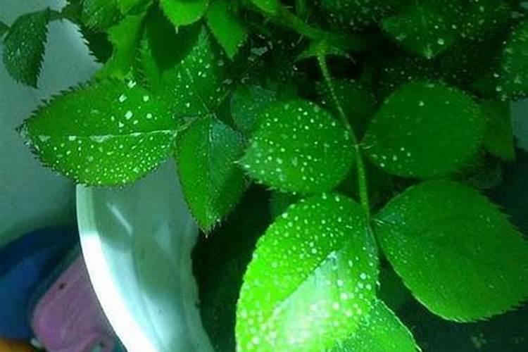 磷酸二氢钾喷叶后多少天可以喷水？