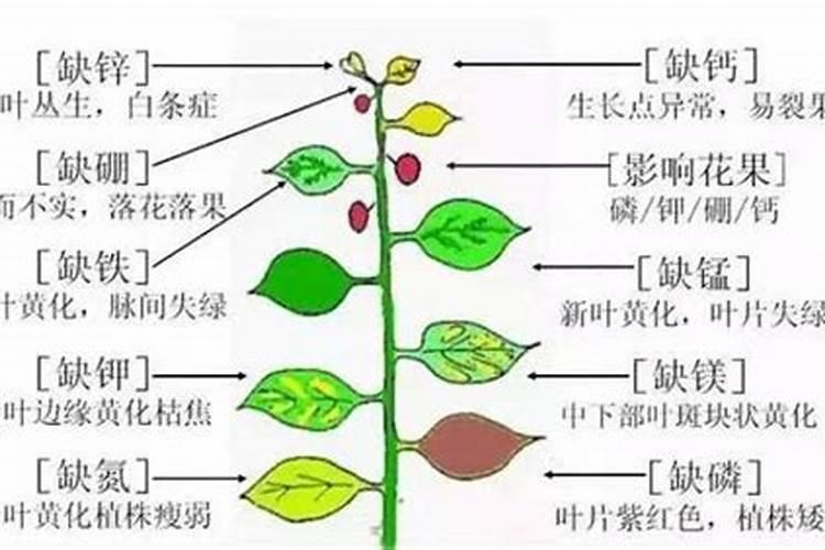 香菜缺素有何症状？