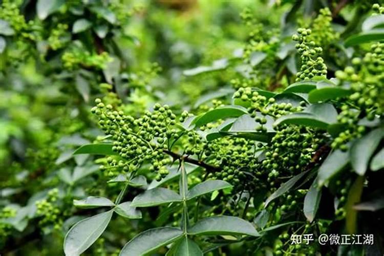 请问花椒树这是什么情况