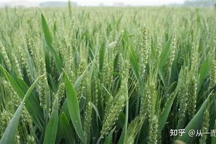 玉林木耳小麦最好的叶面肥是哪种品牌？