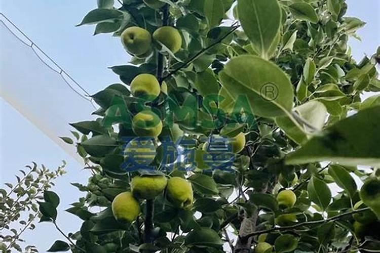 兴平香梨水溶肥料厂家有哪些品牌好2025？