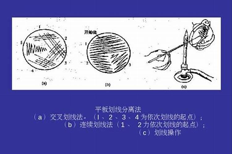 如何从环境样品中分离出放线菌