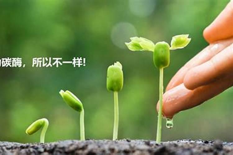 黄金领克是碳酶有机水溶肥吗？有什么特点？