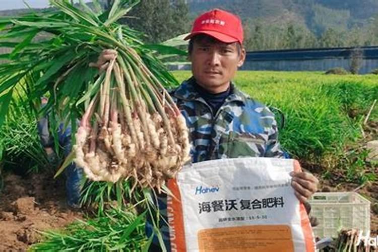 2025梨树颗粒水溶肥怎么使用效果好些？