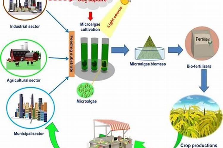 2025什么是生物肥料农业生产技术？