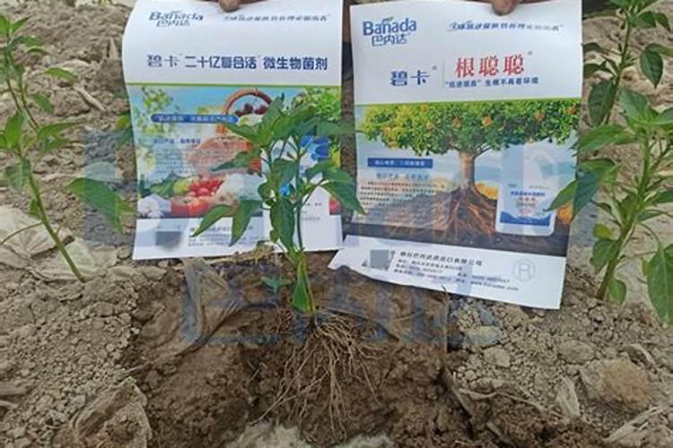 2025柿子微生物菌肥果树一亩用多少漳州？