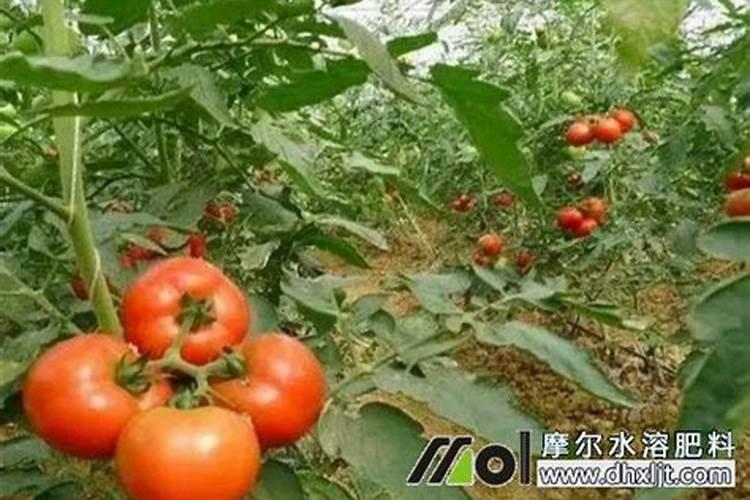 果实膨果上色,为什么要用高磷高钾类的肥料？