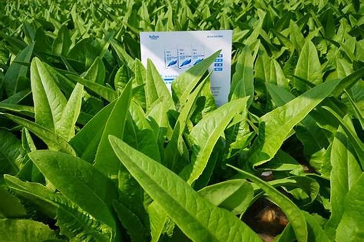 颗粒水溶肥怎样使用效果好一点？