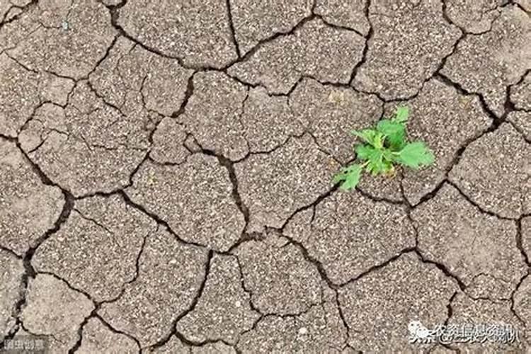 2025海藻肥是酸性还是碱性土壤？