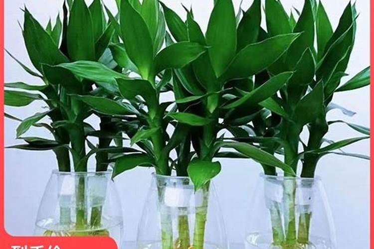 缓释肥怎么放效果最好高要观音竹？