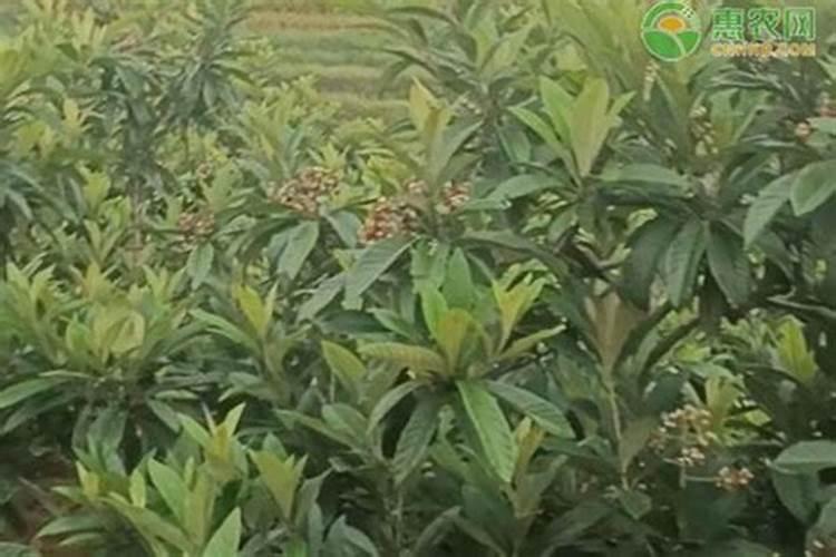 沙河樱桃叶面肥有哪些种类？