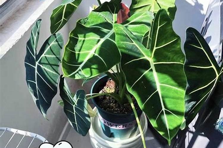 借绿天鹅绒海芋分享下天南星科养护经验