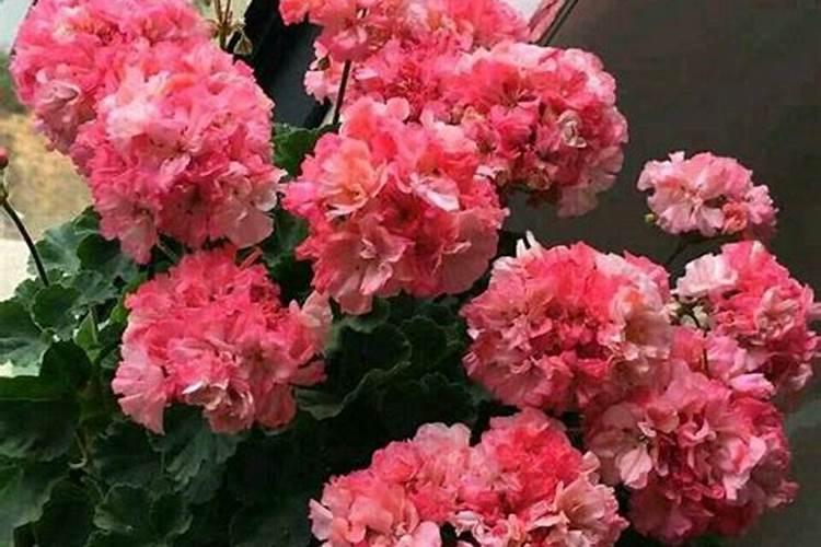 天竺葵养殖(花友心得)