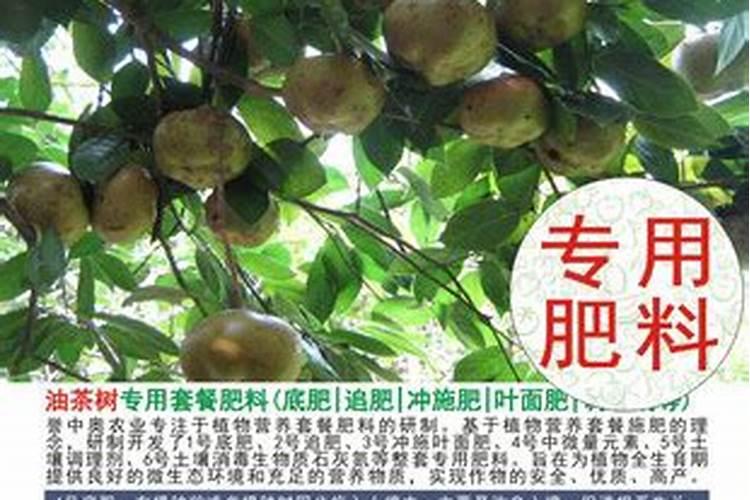 油茶树水溶肥生产厂家哪家好用又实惠的？