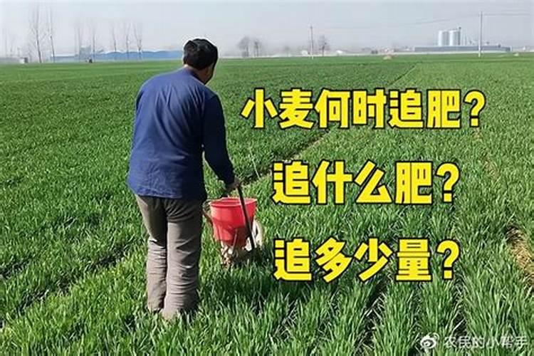 小麦返青肥用什么肥料好(小麦返青期追肥什么叶面肥好)