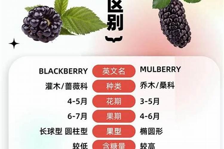 桑葚有机化肥的优缺点有哪些方面贵州2025？