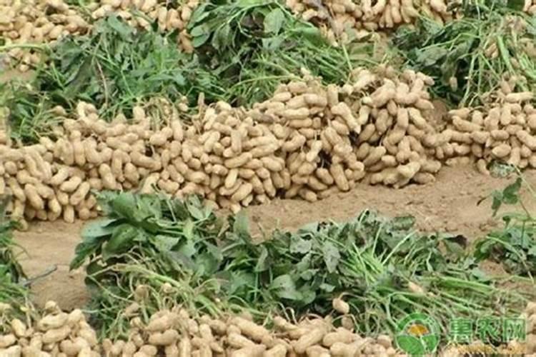 福花5号栽培技术要点