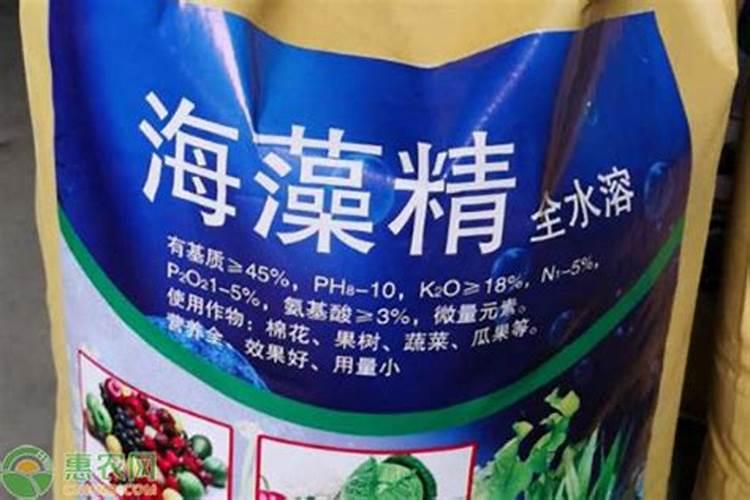 海藻精对植物的作用(肥料海藻精使农作物提早成熟提高产量)