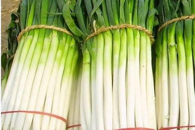 营口微生物肥料有哪些经济效益和作用大葱？