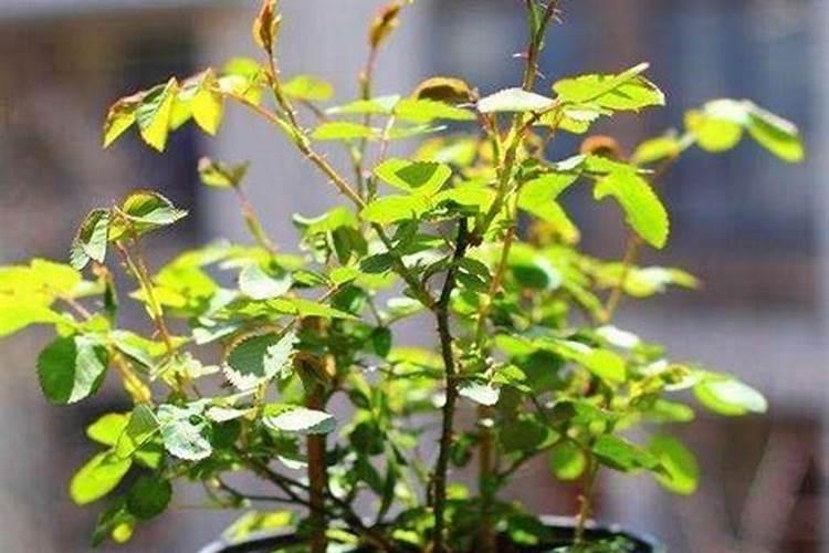 复合肥兑水灌根比例月季地黄