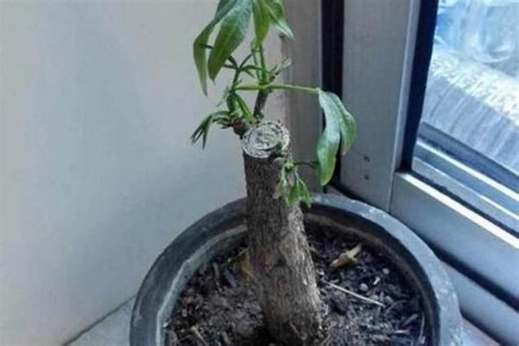 花生根长白毛烂根怎么治？