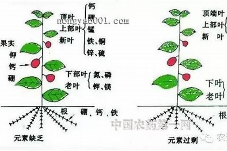 植物氮磷钾肥各对植物有什么作用？