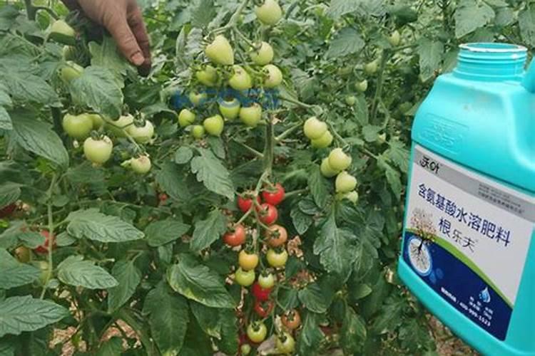 出口蔬菜用什么样的肥料追肥好？