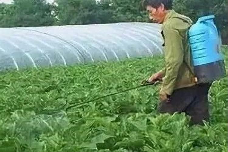 如何正确施用叶面肥