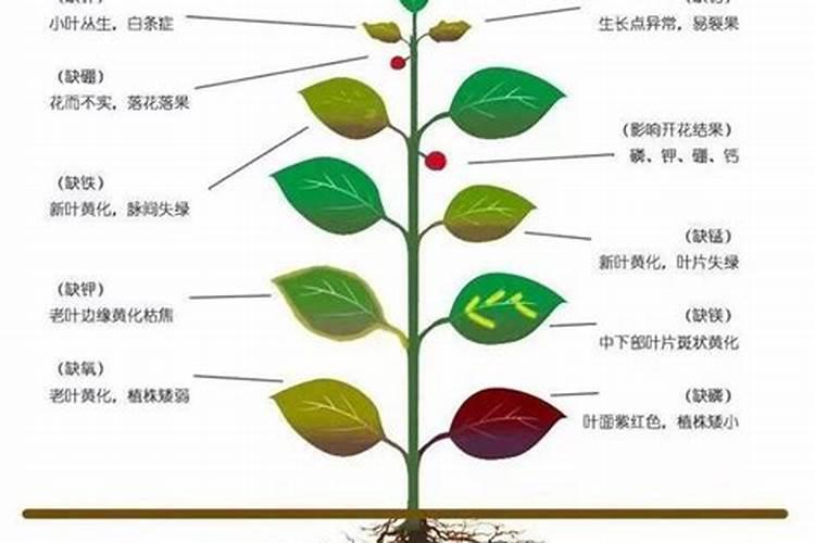 2025枇杷中微量元素肥料的作用特点？